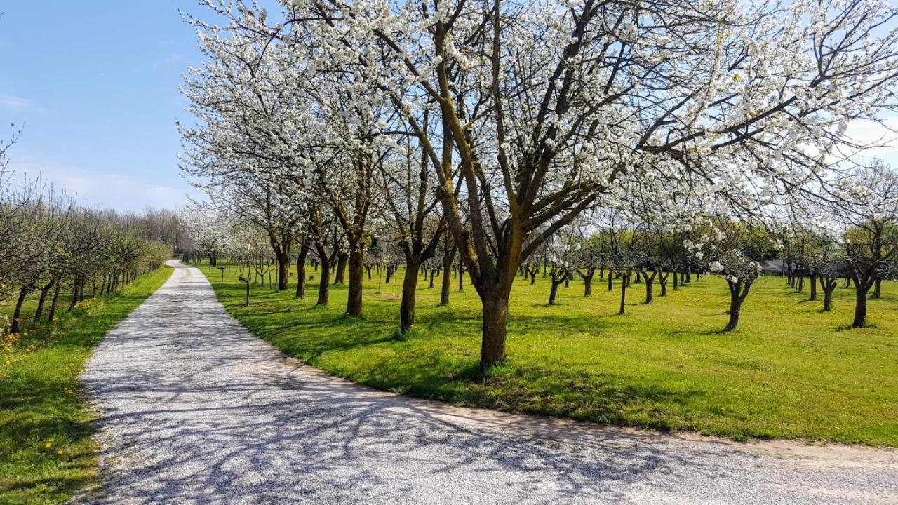 Agriturismo Borgo Borromeo Villa Rubano Eksteriør bilde